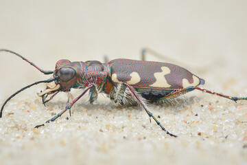 Side-view of Northern dune tiger beetle (Cicindela hybrida)
