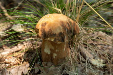 Boletus Edulis First Class in The Woods with Grass in the Background