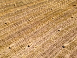 Harvested field with straw bales. Agriculture background with copy space. Summer and autumn harvest concept