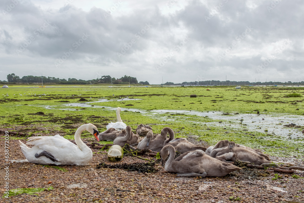 Canvas Prints mute swans with cygnets resting on the coast with stormy summer sky in the background in Bosham Harbour West Sussex England