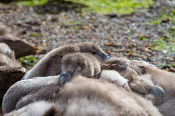 close up of cygnet mute swans asleep on the beach