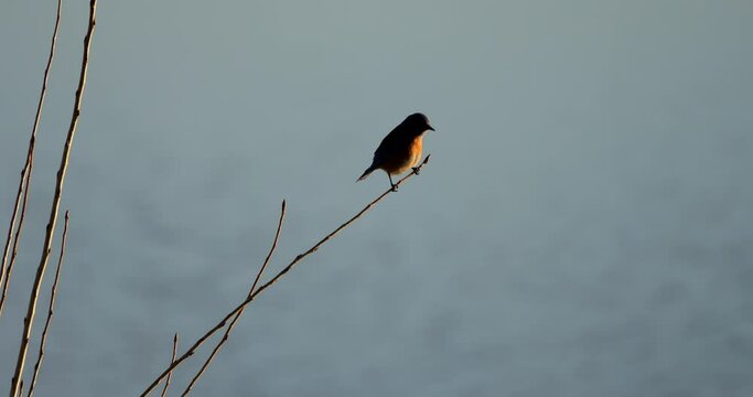 Western bluebird on stick in winter at sunset