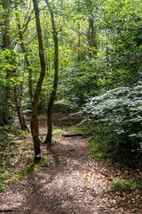 Hiking in publicly owned woodland