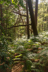 Hiking in publicly owned woodland