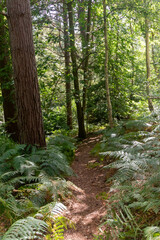 Hiking in publicly owned woodland