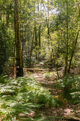 Hiking in publicly owned woodland