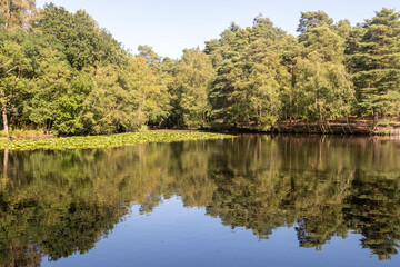Fototapeta na wymiar A pond in the Woods