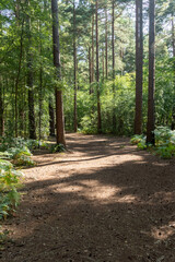 Hiking in publicly owned woodland
