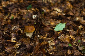 Noble boletus in Polish forest.