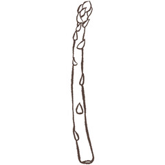Asparagus hand drawn vector