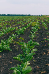 Fototapeta na wymiar Sugar beets in an agricultural field on a beautiful summer evening with a cloudy sky.
