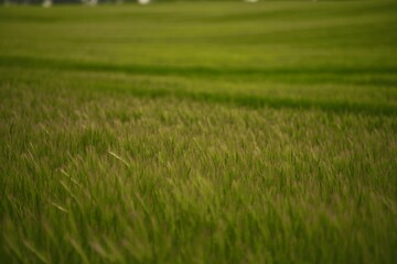 Field of fresh green barley cereals. Agricultural field. Green malting barley in the field.