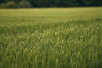 Green vibrant field in spring