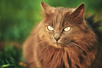 Cat lying on the grass ground in sunlight glow. Young domestic cat on a walk outdoors. Relaxed cat and sunny green garden.