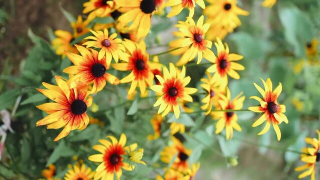 Yellow flowers rudbeckia laciniata or rudbeckia golden ball. Selective focus. Shallow depth of field. High quality FullHD footage
