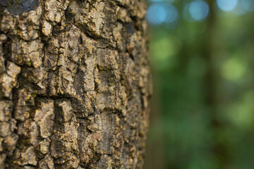 natural bark background