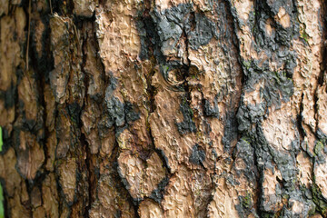natural bark background