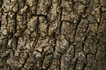 natural bark background