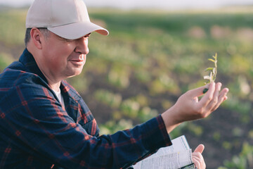 A farmer in a sugar beet field holds a weed sample in his hands.