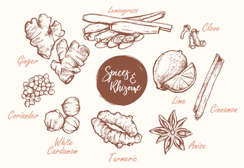 Spices and Rhizome Hand Drawn Vector Designs. Vintage style vector graphic with separated layers.