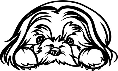 Shih Tzu dog - Lying dog vector stock isolated illustration on white background.