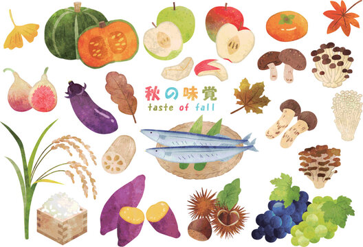 手描き水彩　秋の味覚　イラストセット