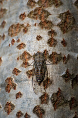 A cicada is perched on the bark of a poplar tree