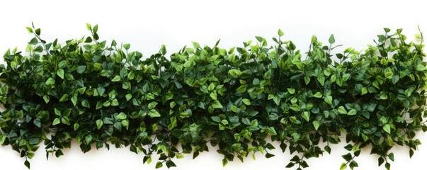 green bush isolated on white background - Powered by Adobe