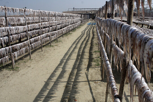 Labour works in dry fish progress village at Najirtake in Cox’s Bazar, Bangladesh, on February 1, 2014.
