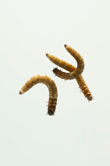 larve perspektive wurm