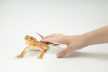 Obraz premium bartagame, Pogona Vitticeps