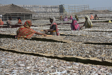 Woman labour works in dry fish progress village at Najirtake in Cox’s Bazar, Bangladesh, on February 1, 2014.
