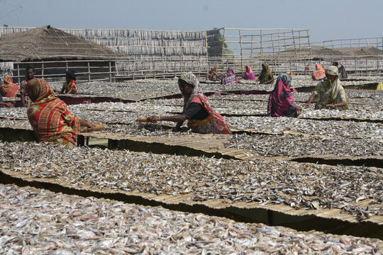 Woman labour works in dry fish progress village at Najirtake in Cox’s Bazar, Bangladesh, on February 1, 2014.