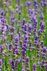 Naklejka premium colorful lavender in a field in france