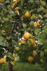Limones 