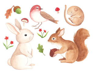  Autumn animals and plants watercolor illustration, sparrow, acorn, mushroom, flower, rabbit, squirrel
