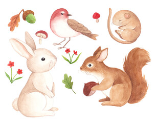 
Autumn animals and plants watercolor illustration, sparrow, acorn, mushroom, flower, rabbit, squirrel