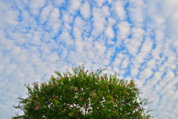 ひつじ雲とも呼ばれる高積雲が、サルスベリの木の上空に拡がっている風景 - obrazy, fototapety, plakaty