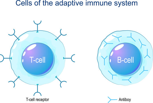T-cell and B-cell.