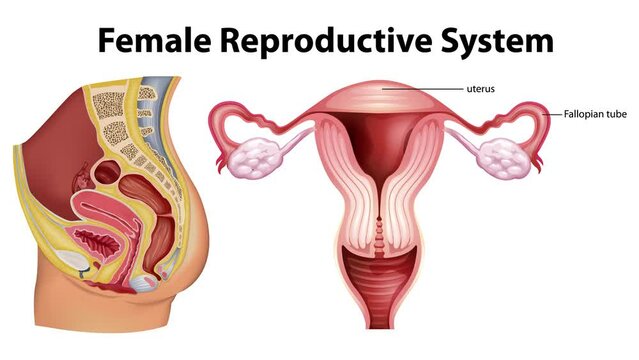 Animation showcasing the anatomy of the female reproductive systems in white and green screen backgrounds.