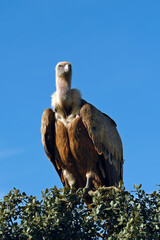 Griffon vulture // Gänsegeier (Gyps fulvus) - Extremadura, Spain