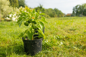 Green bell pepper fruit hangs on small plant growing in ceramic pot outdoor. Selective focus. Theme of growing vegetables at home. High quality photo