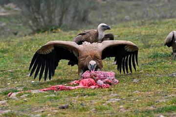 Griffon vulture // Gänsegeier (Gyps fulvus) - Extremadura, Spain