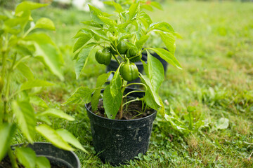 Green bell pepper fruit hangs on small plant growing in ceramic pot outdoor. Selective focus. Theme of growing vegetables at home. High quality photo