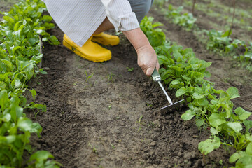 Young woman farmer works with a rake in a field in spring. Preparing the soil before planting. Close-up of a rake in the hands of a woman. High quality photo