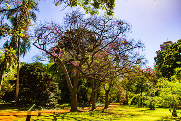Buenos Aires botanic garden territory, trees and statues Argentina