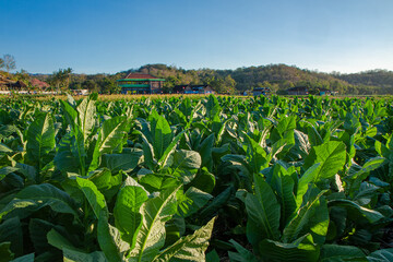 Tobacco leaf and tobacco tree in tobacco farm