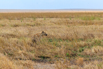 Spotted hyena (Crocuta crocuta), also known as the laughing hyena, in Serengeti National park in Tanzania