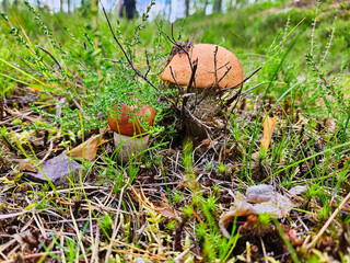 Red cap in the grass in a forest. Mushrooms from nature. Mushroom hunting during