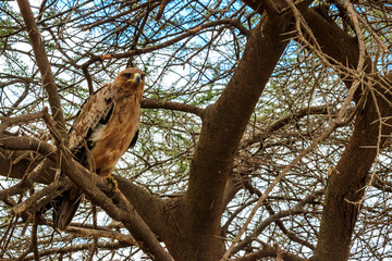 Tawny eagle (Aquila rapax) on a tree in Serengeti national park, Tanzania